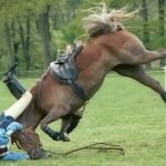 Equestrian Insurance