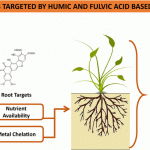 Fulvic Acids as Biostimulant
