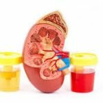 Kidney Function Tests Market