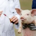Classical Swine Fever Vaccines