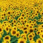 Sunflower Headers