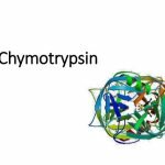 CHYMOTRYPSIN MARKET RESEARCH, CHYMOTRYPSIN MARKET TYPES, CHYMOTRYPSIN MARKET APPLICATIONS, CHYMOTRYPSIN MARKET, CHYMOTRYPSIN MARKET ANALYSIS, CHYMOTRYPSIN MARKET GROWTH, CHYMOTRYPSIN MARKET REPORT, CHYMOTRYPSIN MARKET RESEARCH, CHYMOTRYPSIN MARKET RESEARCH REPORT, CHYMOTRYPSIN MARKET SEGMENT, CHYMOTRYPSIN MARKET TRENDS, CHYMOTRYPSIN MARKET KEY PLAYERS, DEEBIO PHARMACEUTICAL, AVANSCURE, PANACEA PHYTOEXTRACTS, SHEMROCK DRUGS & CHEMICALS PRIVATE LIMITED, ROERICH HEALTHCARE PRIVATE LIMITED, BIOFUSION PHARMACEUTICALS, BIOZYM