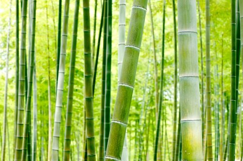 Natural fibres (bamboo and hemp) Market